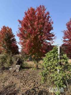 高度900厘米丛生美国红枫