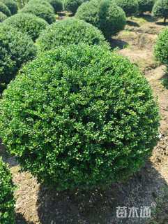 冠幅80厘米龟甲冬青球