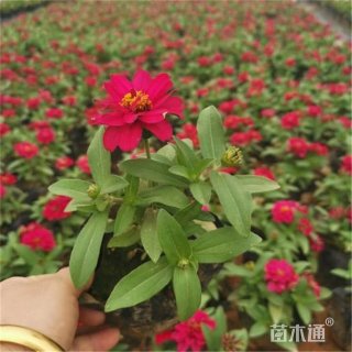 高度30厘米百日草