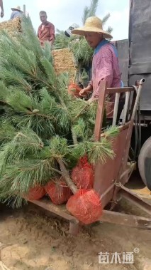 高度150厘米油松