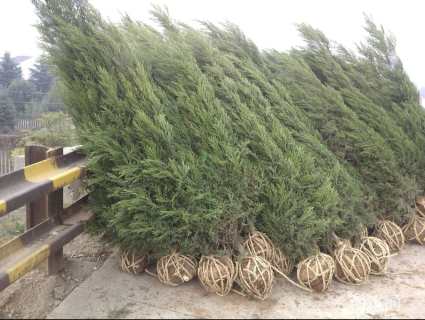 高度250厘米蜀桧