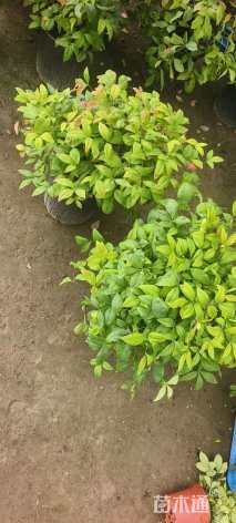 高度20厘米火焰南天竹