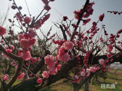 25公分造型梅花