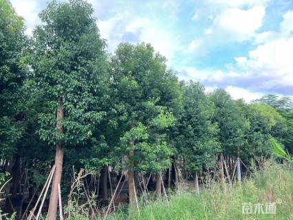 15公分香樟