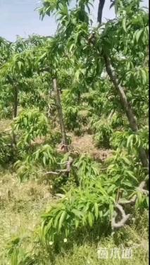 10公分桃树
