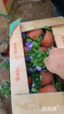 高度15厘米角堇