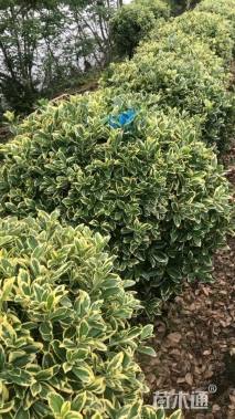 冠幅80厘米金边黄杨球