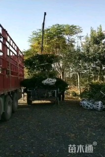 4公分红叶石楠