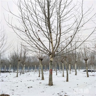 15公分法桐