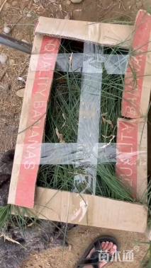 高度30厘米粉黛乱子草