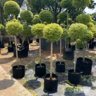 4公分蓝冰柏棒棒糖