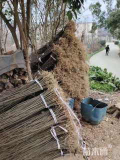 高度100厘米栾树小苗