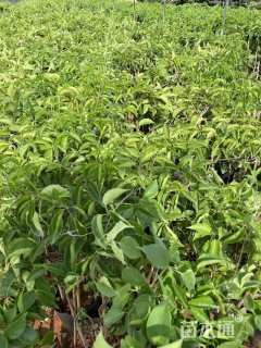 300厘米炮仗花
