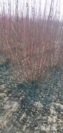 高度250厘米红瑞木