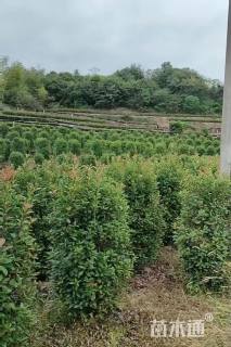 高度200厘米红叶石楠柱