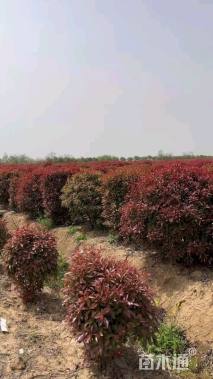 12公分红叶石楠