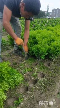 高度40厘米雀舌黄杨