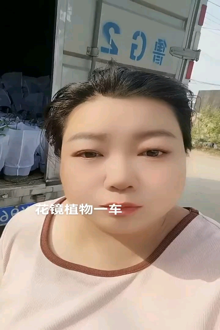 高度30厘米长春花