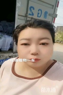 高度30厘米长春花