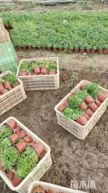 高度30厘米千屈菜