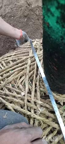 13公分日本晚樱