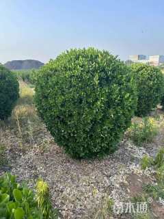 高度60厘米冬青卫矛