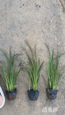 高度40厘米蛇鞭菊