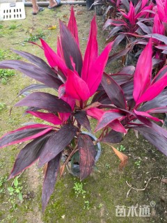 高度60厘米红叶朱蕉