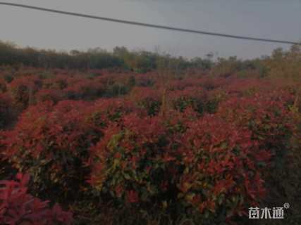 60公分红叶石楠