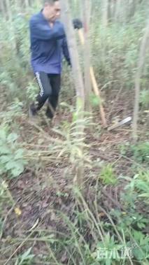 5公分栾树
