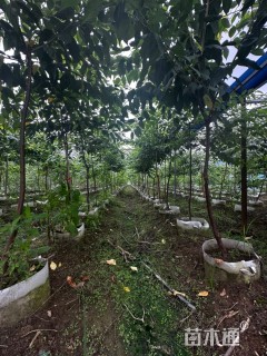 2公分福建山樱花