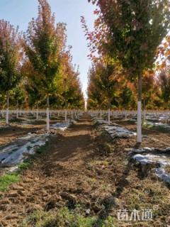 10公分美国红枫-红冠