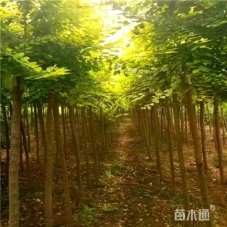 7公分金叶榆
