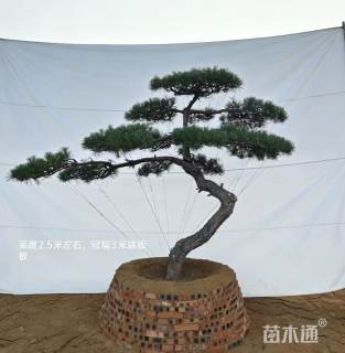 14公分造型黑松