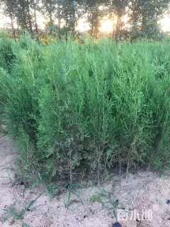 高度50厘米侧柏