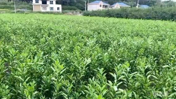 高度50厘米柑橘小苗