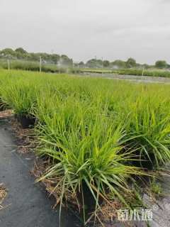 高度30厘米画眉草