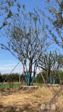 80公分丛生朴树