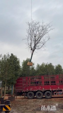 8公分云南樱花
