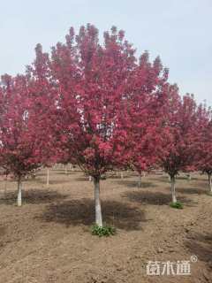 12公分绚丽海棠