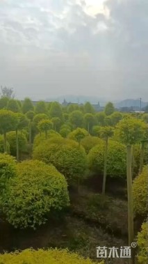 冠幅150厘米亮晶女贞球