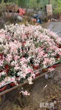 50厘米花叶络石