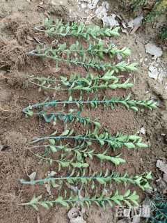 高度40厘米黄杨