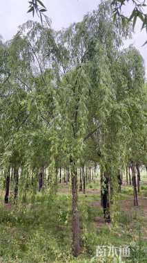 12公分垂柳
