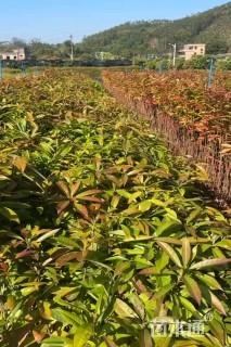 高度50厘米木荷小苗