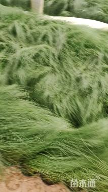 高度20厘米墨西哥羽毛草