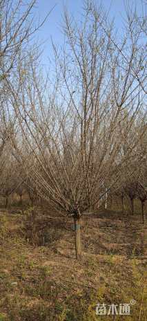 10公分骨里红梅