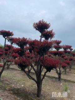 10公分造型红叶李