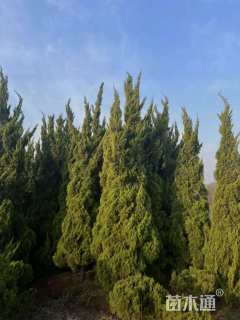 高度500厘米龙柏