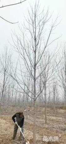 10公分美国红枫